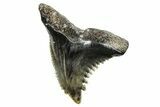 Snaggletooth Shark (Hemipristis) Tooth - South Carolina #270044-1